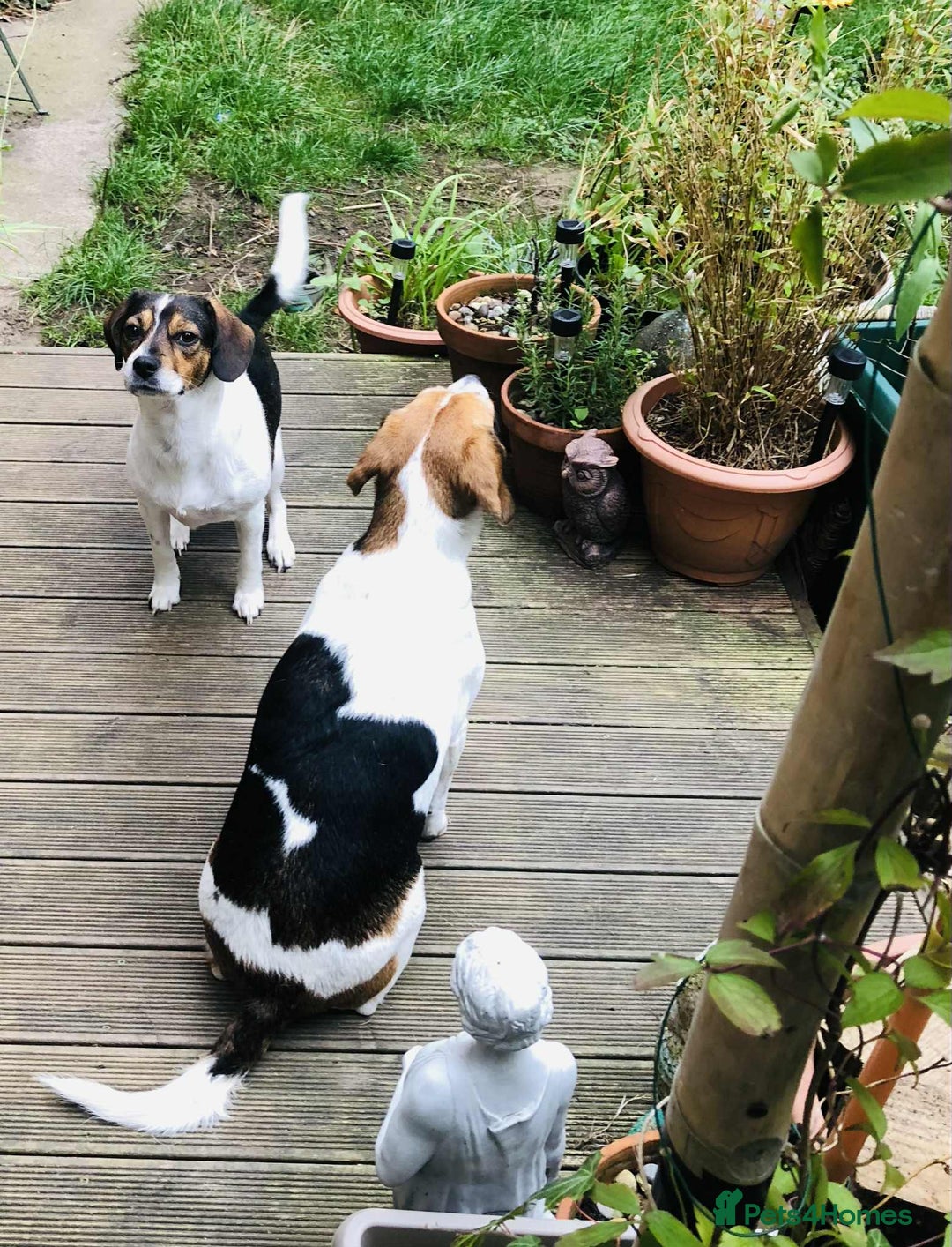 Beagle dogs for adoption: Poppy Beagle for adoption - Image 7