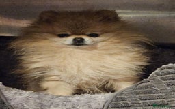Pomeranian dogs for sale: TINY miracle KC Pomeranian 907grams at 16 weeks - Image 19