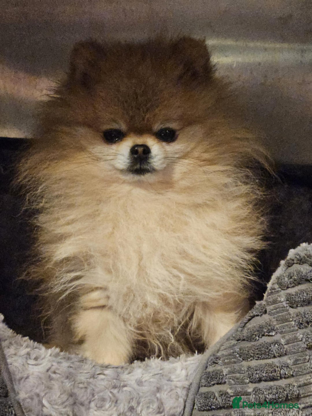 Pomeranian dogs for sale: TINY miracle KC Pomeranian 907grams at 16 weeks - Image 19