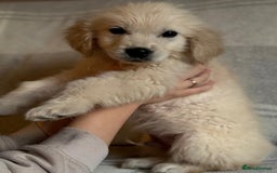 Labrador Retriever dogs for sale: Adorable 8-week-old Golden Retriever puppies  - Image 3