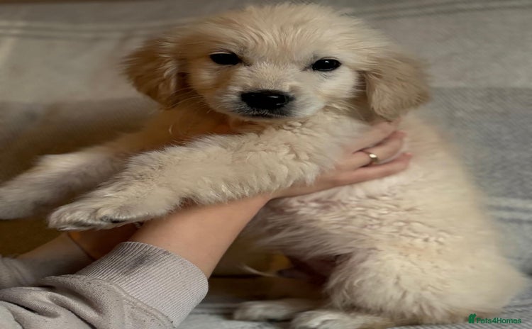 Golden Retriever dogs Adorable 8-week-old Golden Retriever puppies  - Advert 14