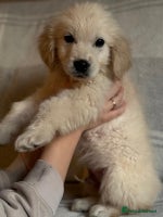 Labrador Retriever dogs - Advert 2