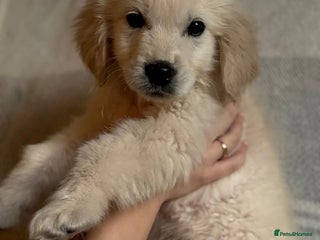 Golden Retriever dogs Adorable 8-week-old Golden Retriever puppies - Advert 17