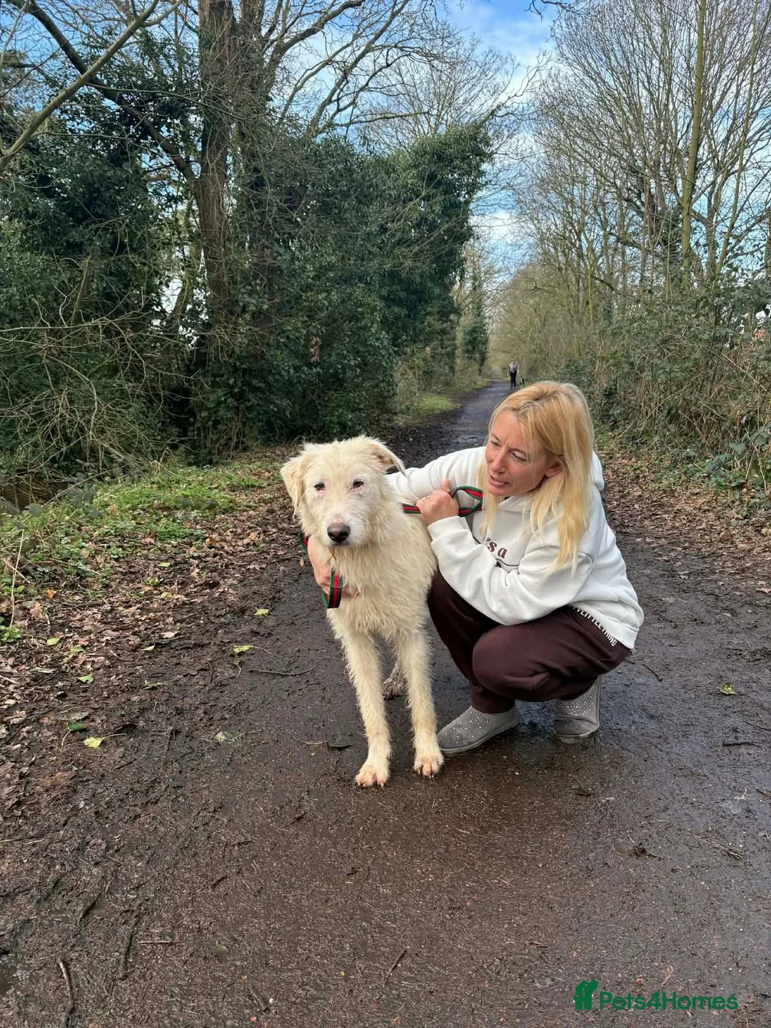 Mixed Breed dogs for adoption: Peter - Norwich Norfolk  - Advert 4