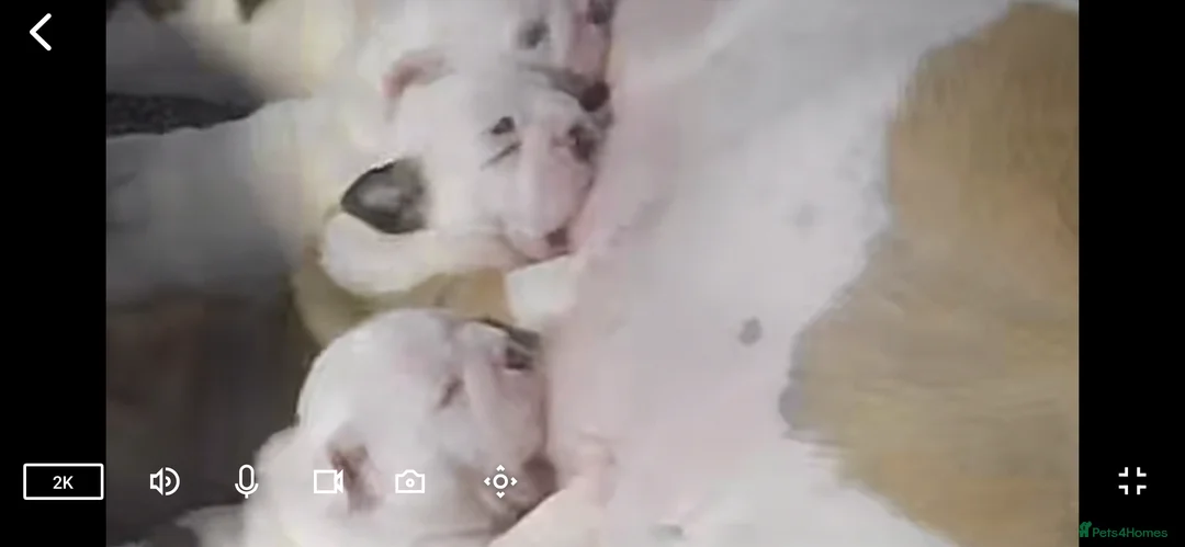 English Bulldog dogs for sale: Julie chalk  in Norwich - Advert 2