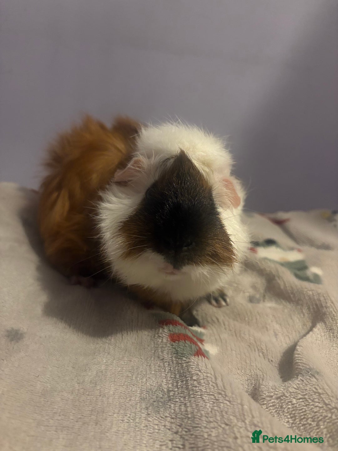 Guinea Pig rodents for sale: Beautiful male guniea pig for sale  - Advert 2
