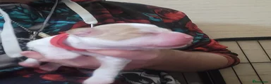 Cocker Spaniel 1