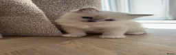 Ragdoll cats for sale: Stunning ragdoll kittens  - Advert 6