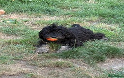 Cockapoo dogs for sale: Puppy need loving home  - Image 2
