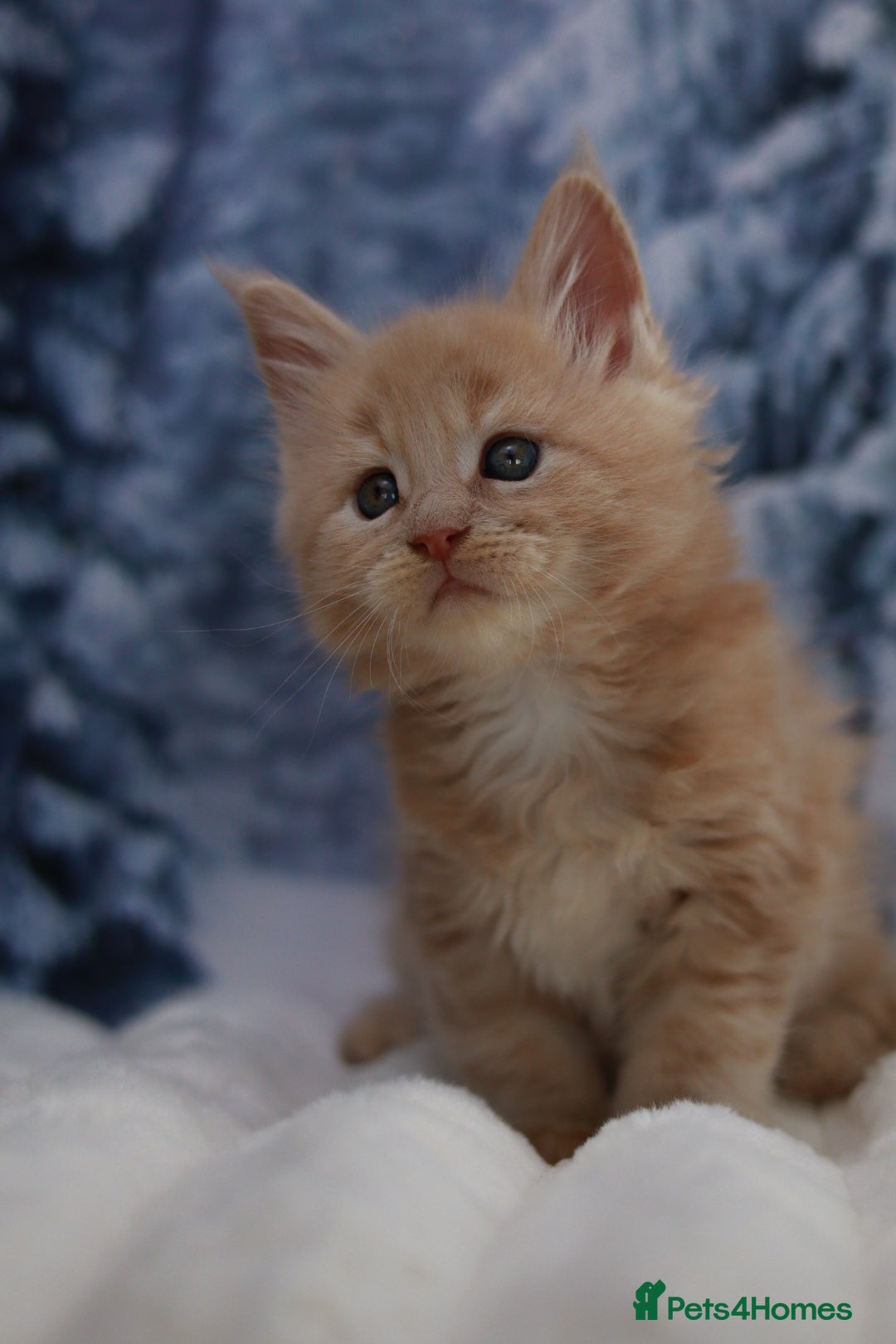 Maine Coon cats for sale: European line Mainecoon boy available.  - Advert 6