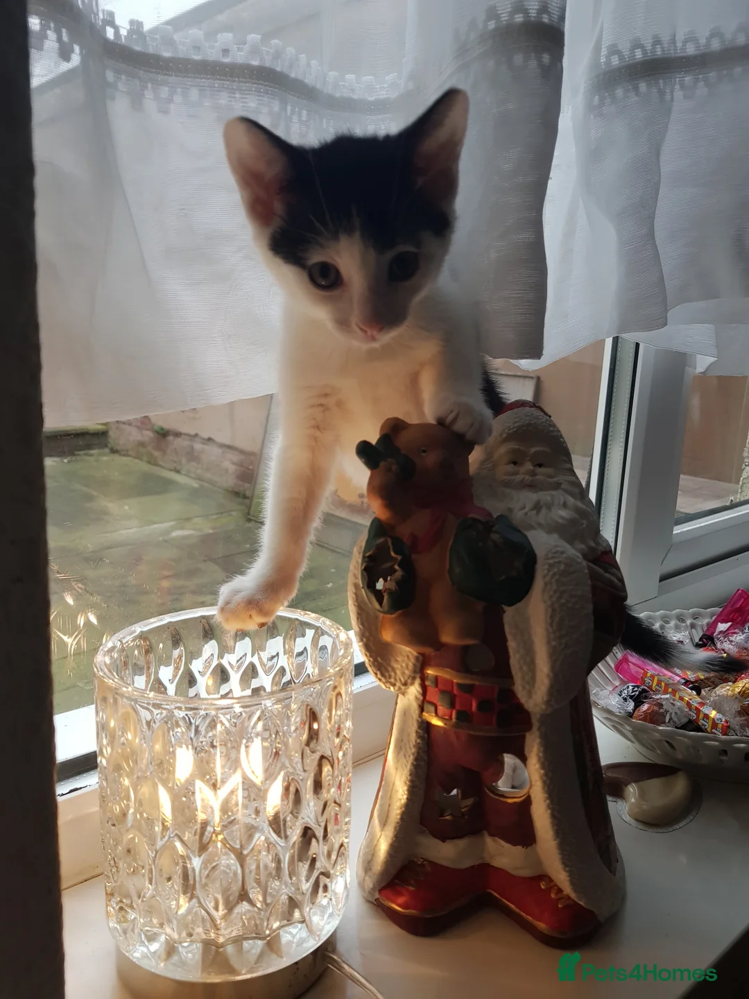 European cats for sale: 3 Adorable Kittens Looking for a Loving Home - Advert 3