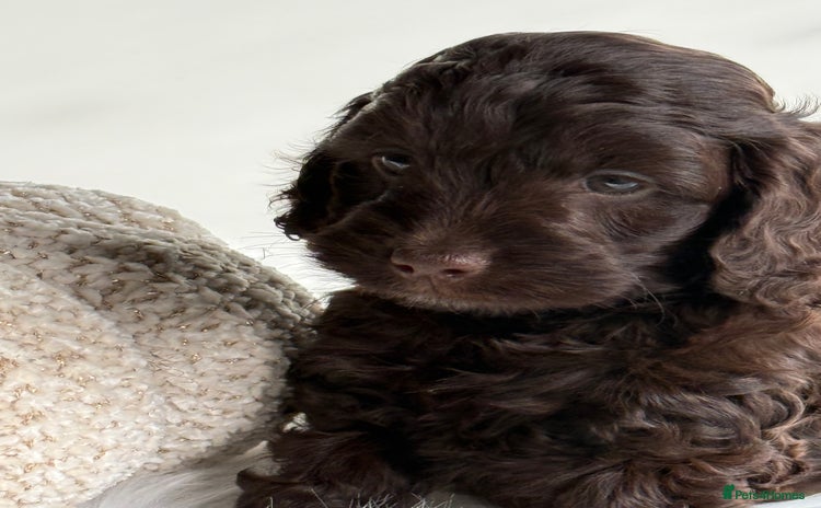 Cockapoo dogs - Advert 2