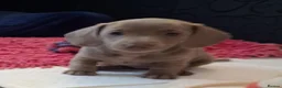 Miniature Dachshund dogs for sale: Whitney - Advert 20