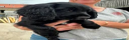 Cocker Spaniel dogs for sale: Cocker spaniel pups - READY NOW  in Whitby - Advert 10