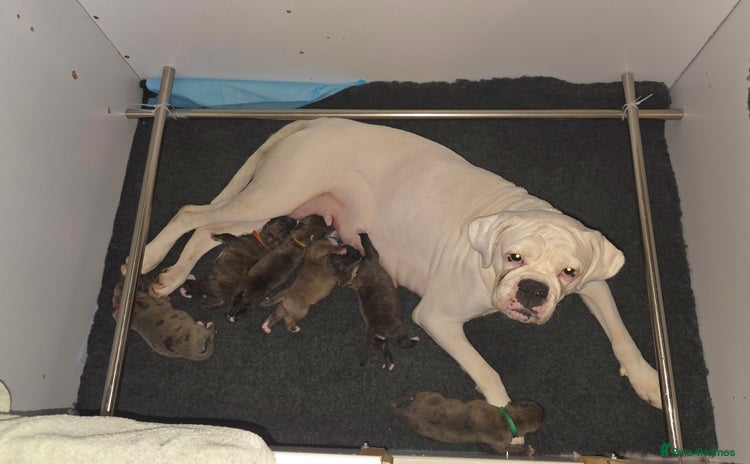 Boxer dogs - Advert 1