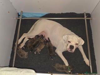 Boxer dogs Beautiful Boxer cross - Advert 1