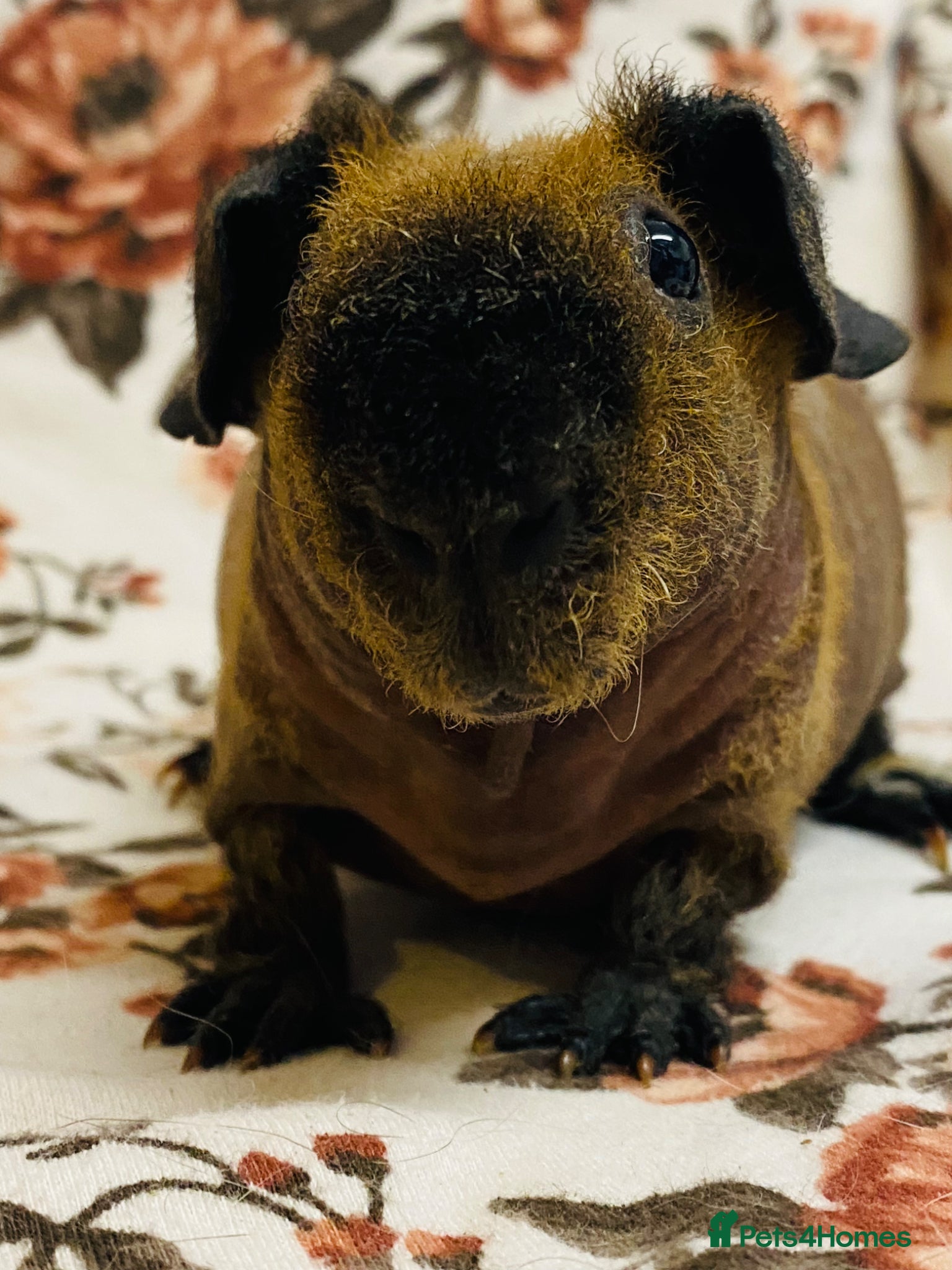Guinea Pig rodents Stunning pedigree skinny pig pair of boys - Advert 15