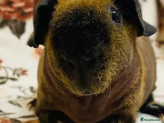 Guinea Pig rodents Stunning pedigree skinny pig pair of boys - Advert 15