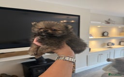 Pomeranian dogs for sale: Beautiful fluffy ** pomeranian babies - Image 5