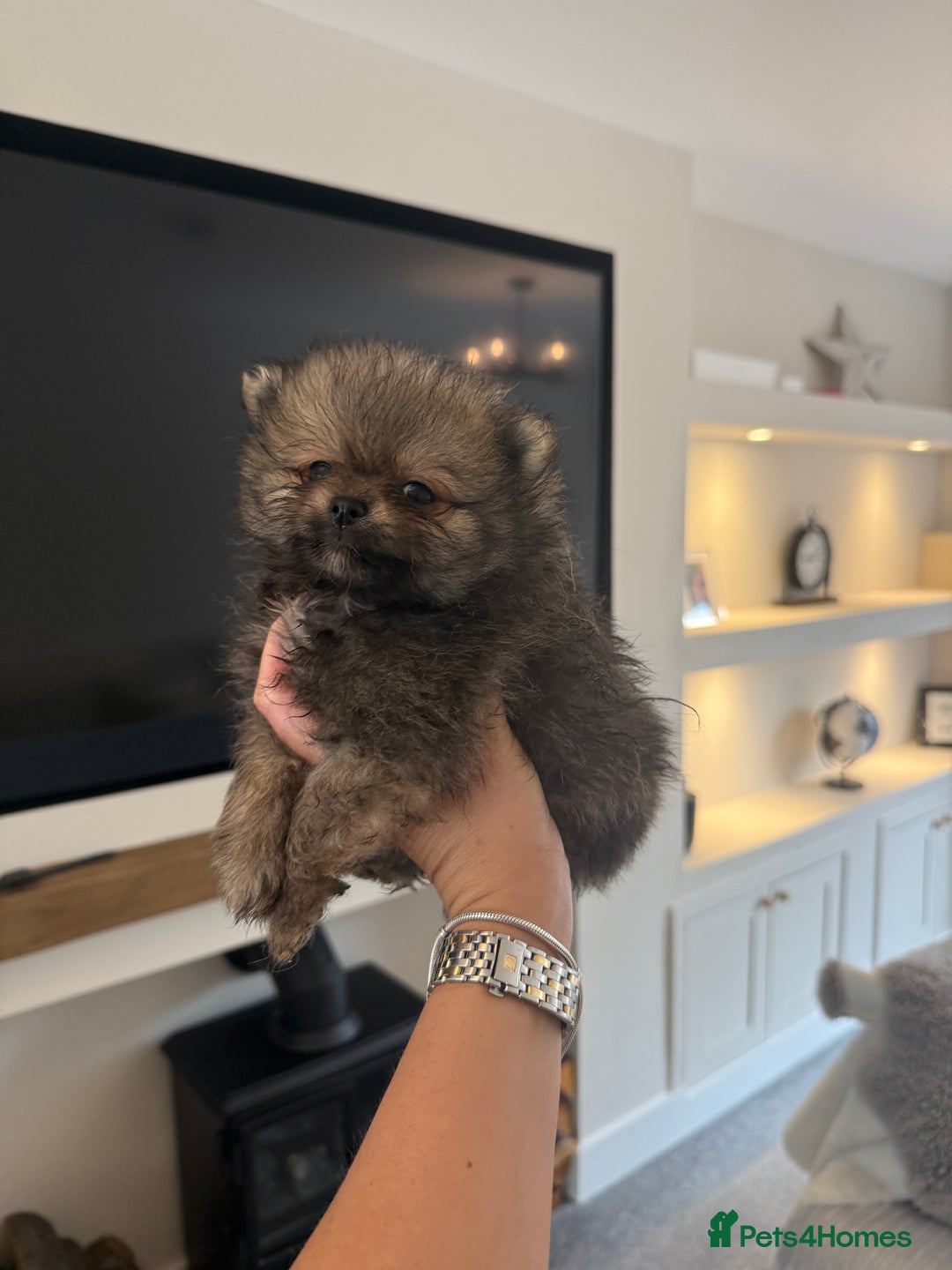 Pomeranian dogs for sale: Beautiful fluffy ** pomeranian babies - Image 5