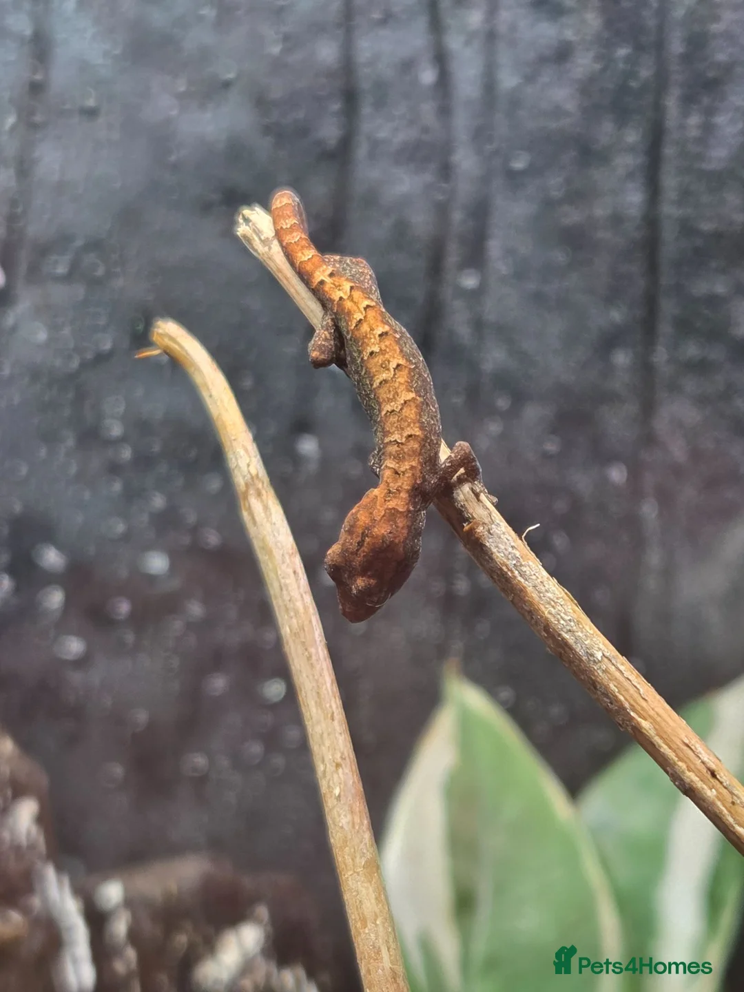 Gecko reptiles for sale: Mourning Geckos x5 (Juveniles)  - Advert 4