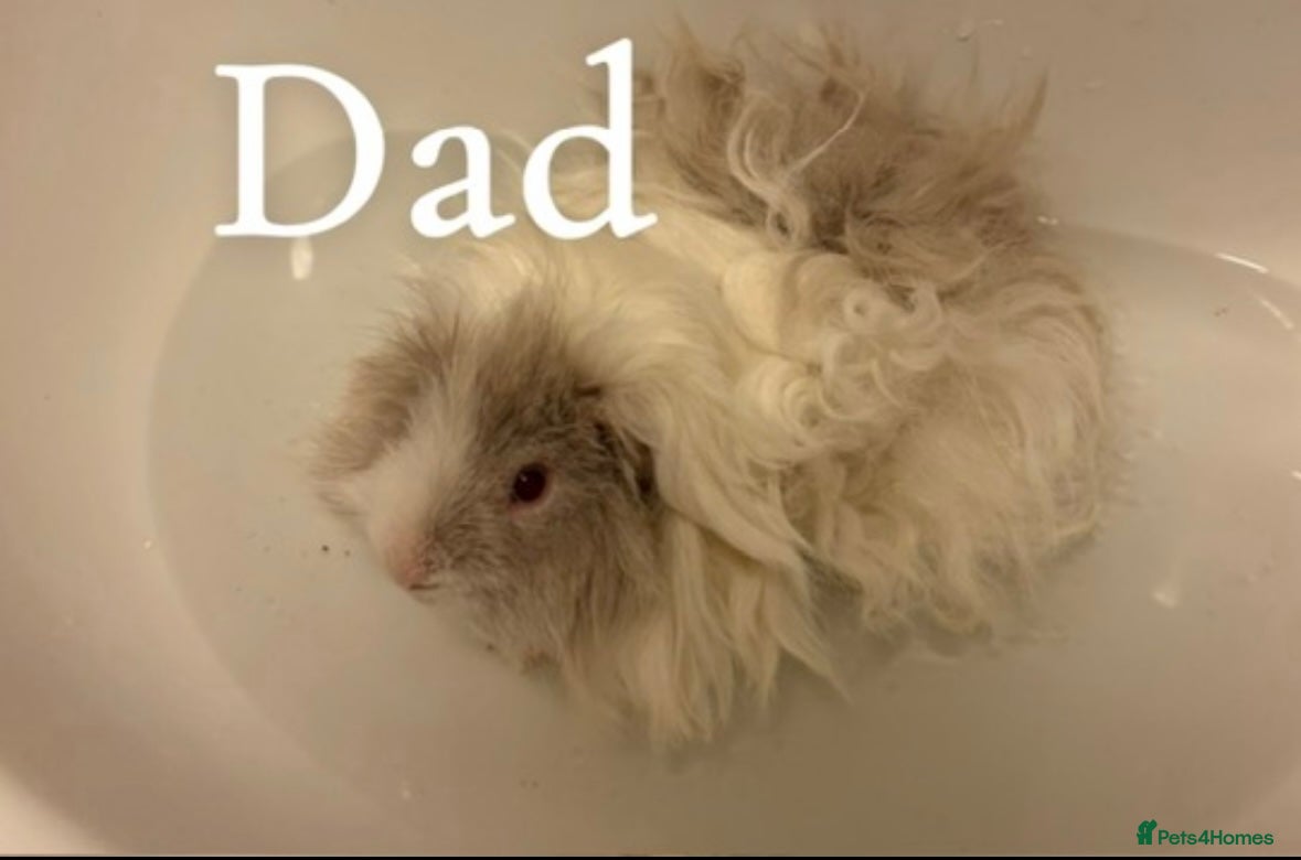 Guinea Pig rodents Guinea pigs now reserved more coming soon   - Advert 18