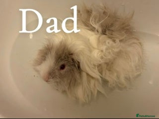 Guinea Pig rodents Guinea pigs now reserved more coming soon - Advert 18