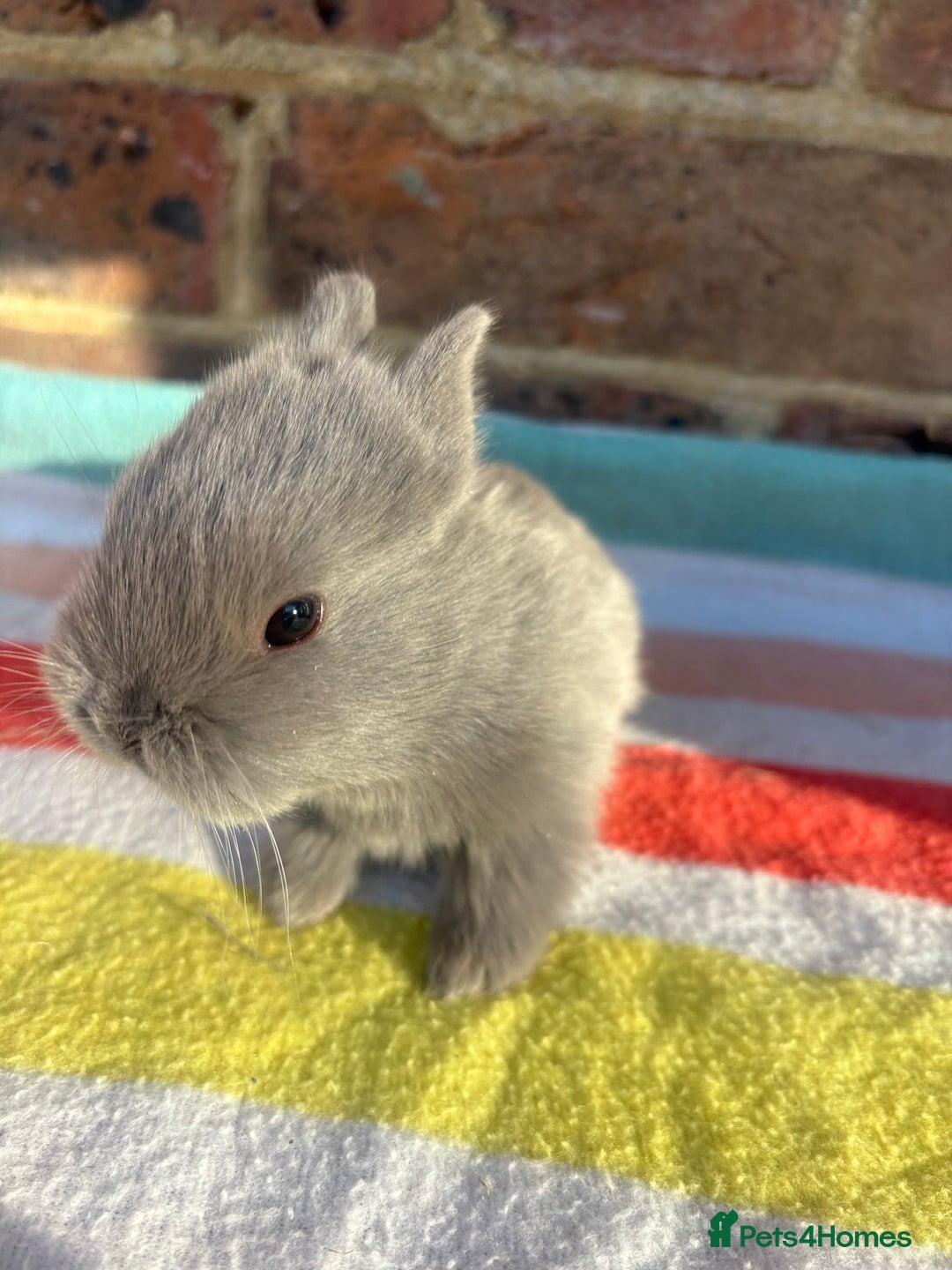 Netherland Dwarf rabbits for sale: Sweet Blue Netherland Dwarf bunnies  - Advert 6