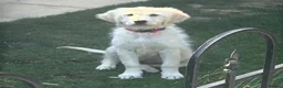 Golden Retriever dogs for sale: Lola – 6-Month-Old Golden Retriever 🐾💛 - Advert 6