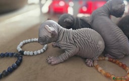 Sphynx cats for sale: Elf Sphynx Kittens  - Image 5
