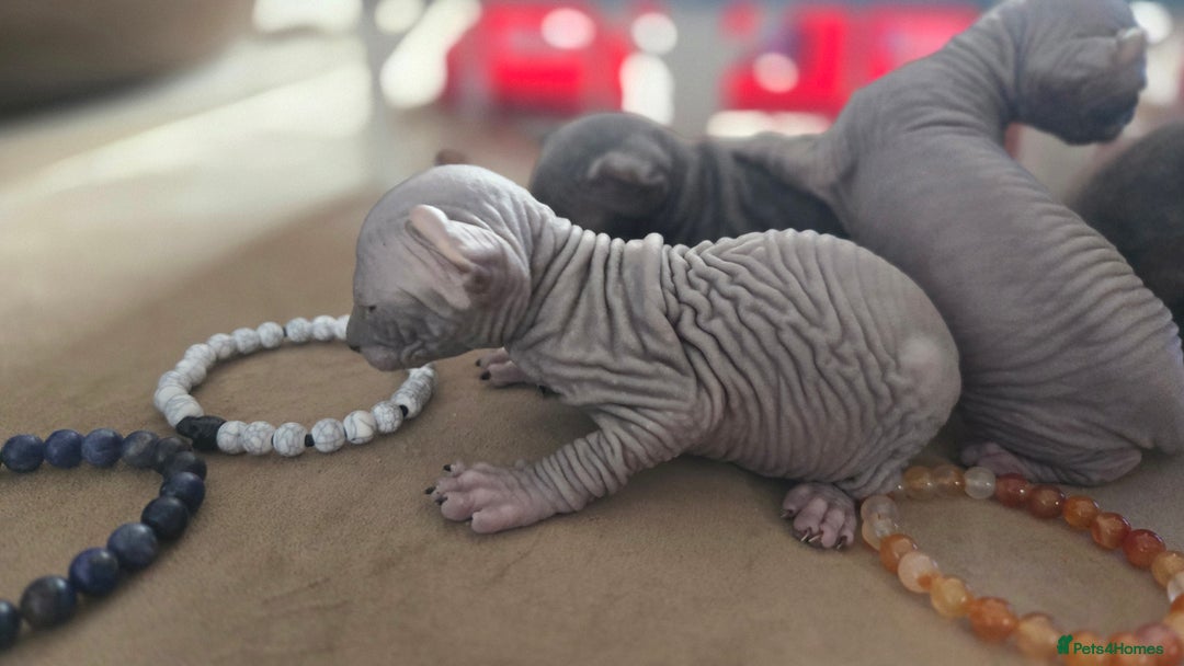 Sphynx cats for sale: Elf Sphynx Kittens  - Image 5