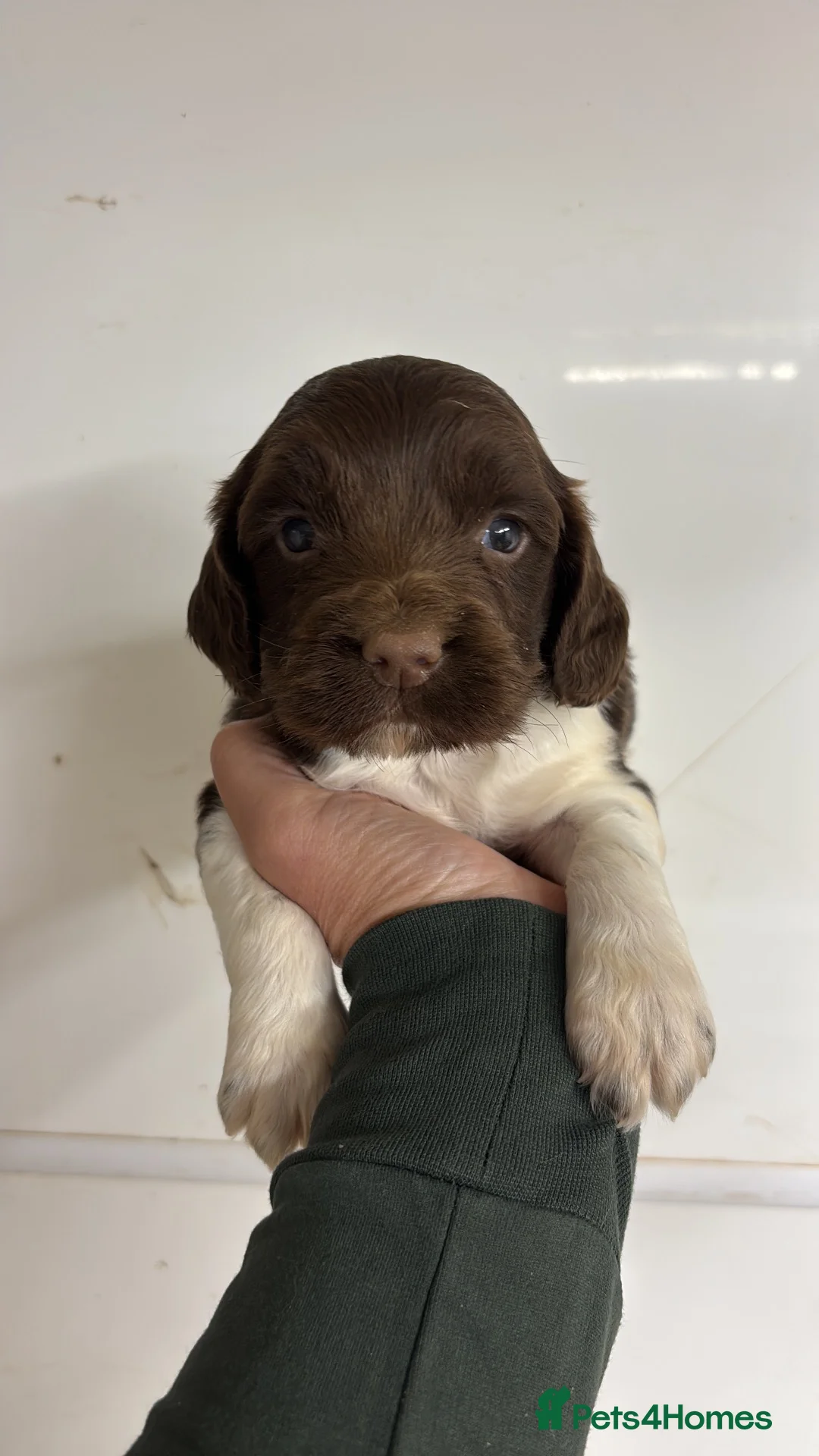 English Springer Spaniel dogs for sale: Kc springer spaniel Puppies - Advert 12