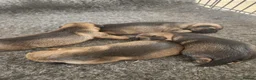 Border Terrier dogs for sale: Border terrier pups  - Advert 12
