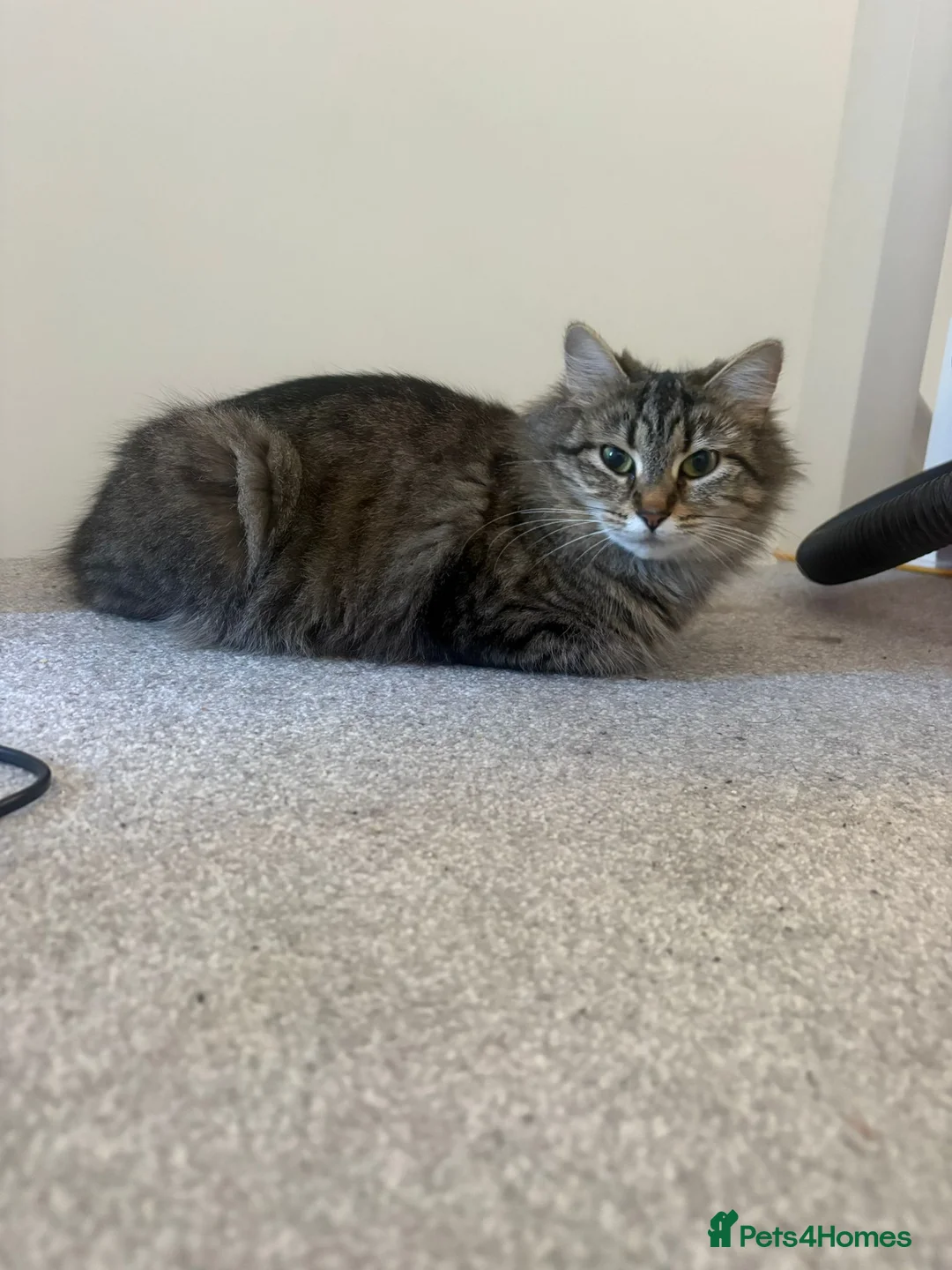 Mixed Breed cats for sale: Kittens ready now - Advert 18