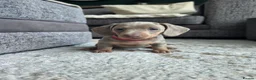Miniature Dachshund dogs for sale: Blue/IsabellaTanMiniatureDachshund - READY - Advert 21