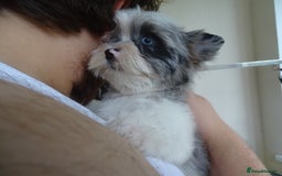 Yorkshire Terrier dogs for sale: Rare Colourful Pedigree Yorkies Certified Breeder - Image 36