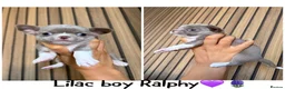 Chihuahua dogs for sale: Rare, 5 full pedigree KC pups ready to reserve❤️  - Advert 9