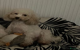 Toy Poodle dogs for sale: Toy poodle puppies - Image 10