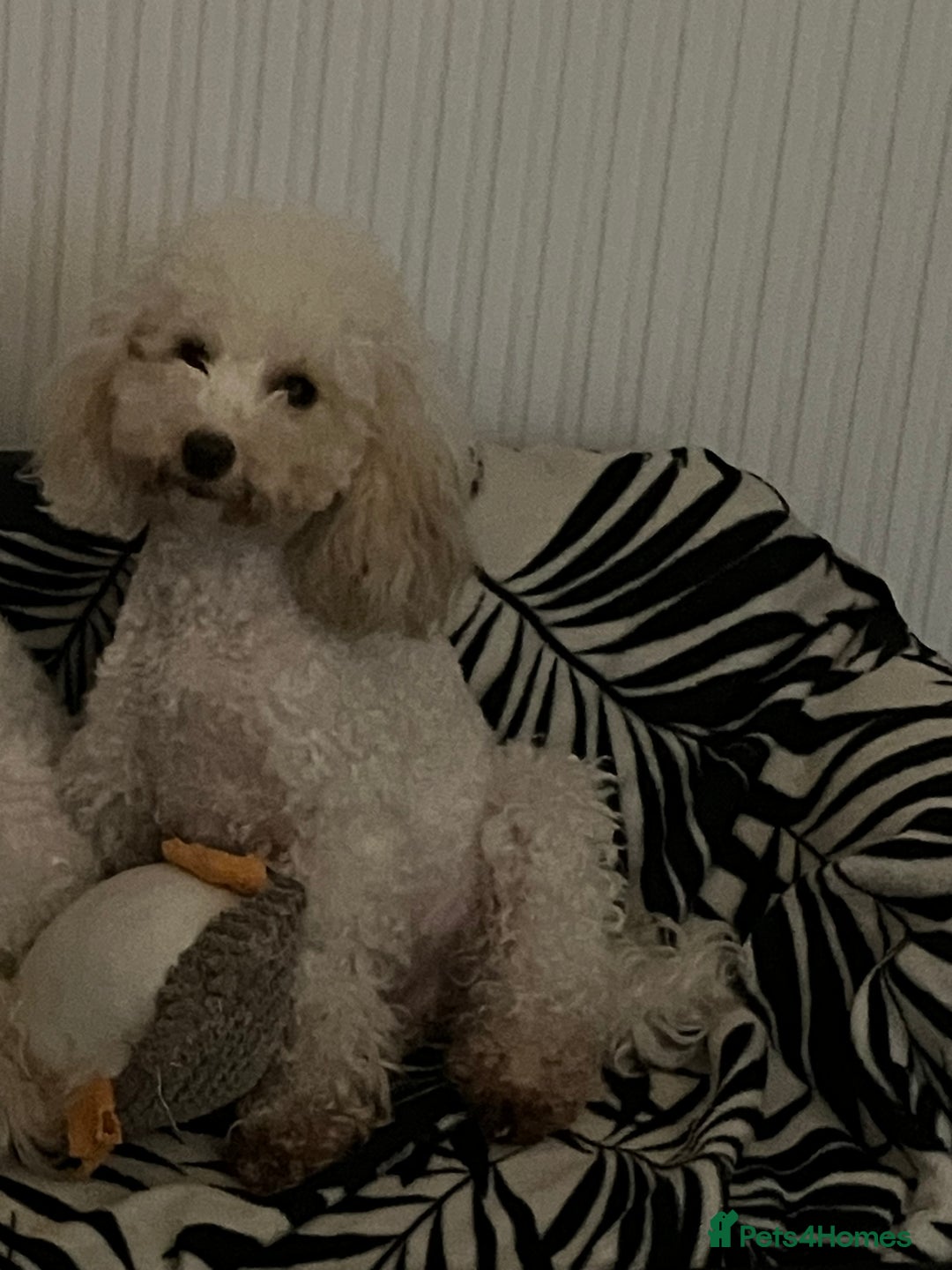 Toy Poodle dogs for sale: Toy poodle puppies - Image 10
