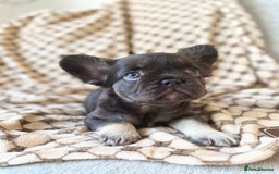 French Bulldog dogs for sale: Beautiful litter off French bulldog puppies  - Image 26