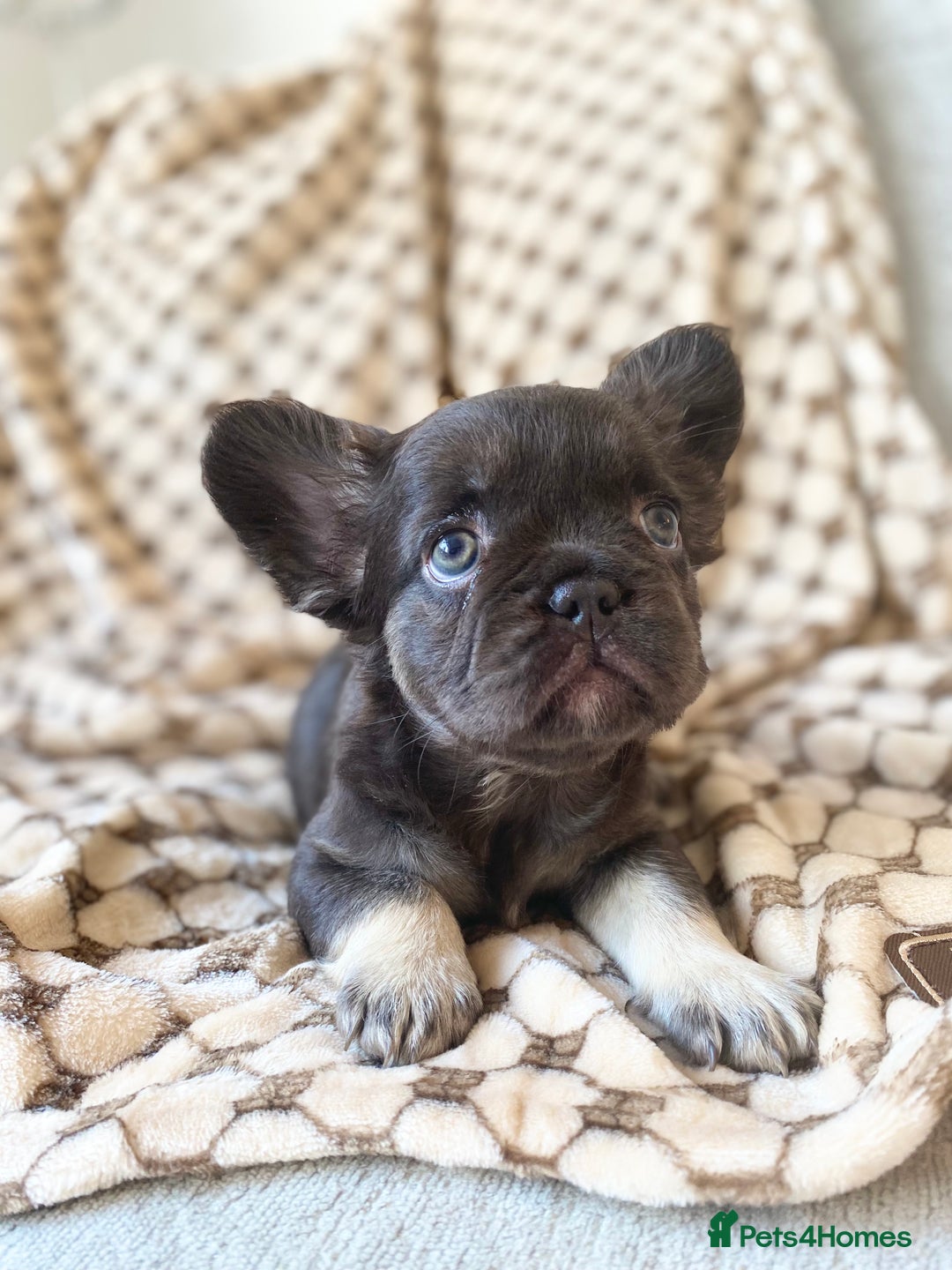 French Bulldog dogs for sale: Beautiful litter off French bulldog puppies  - Image 26