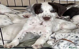 Mixed Breed dogs for sale:  Dalmaspoodles! Dalmation X springer/poodle pups - Image 4