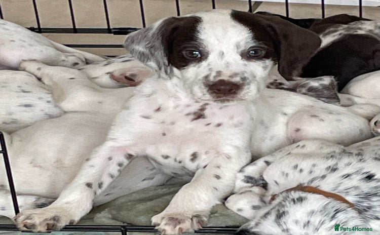 Mixed Breed dogs - Advert 4