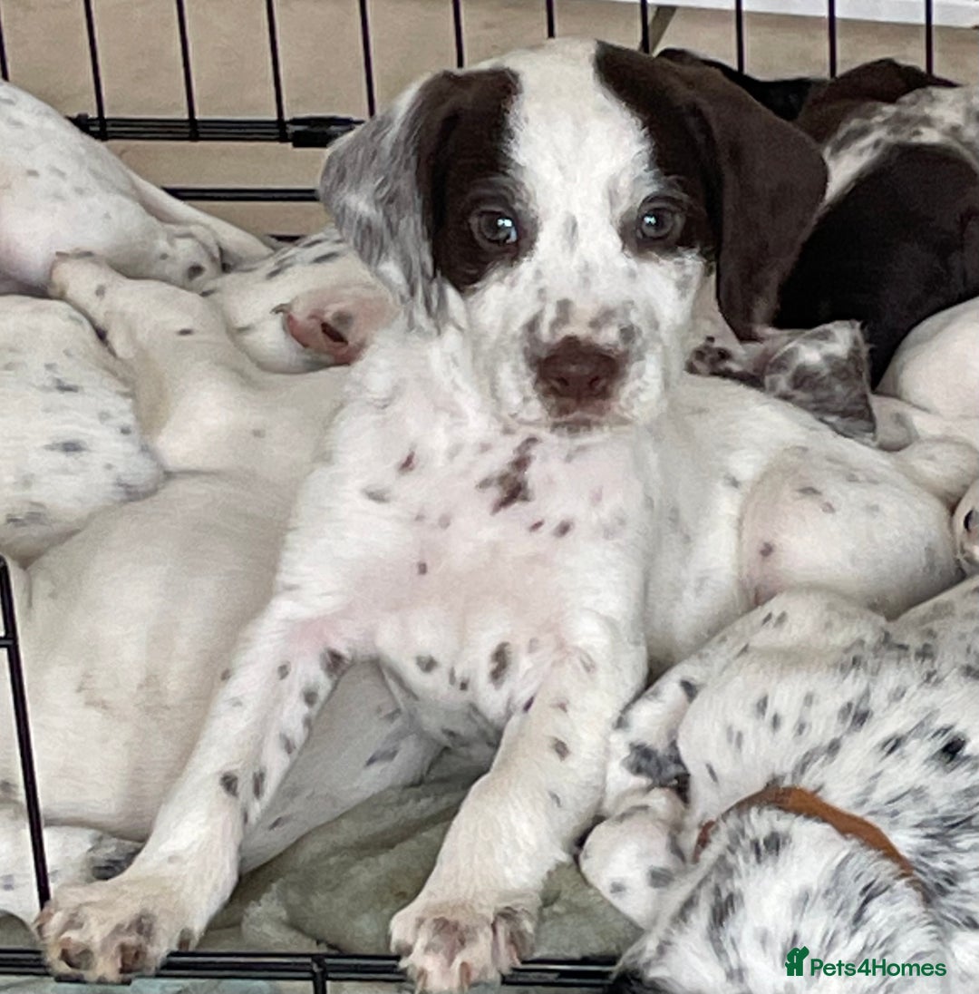 Mixed Breed dogs for sale:  Dalmaspoodles! Dalmation X springer/poodle pups - Image 4