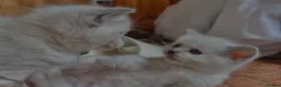 Ragdoll cats for sale: Beautiful pure ragdoll kittens  - Advert 7