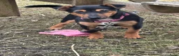 Jack Russell dogs for sale: Jack Russell pups - Advert 2