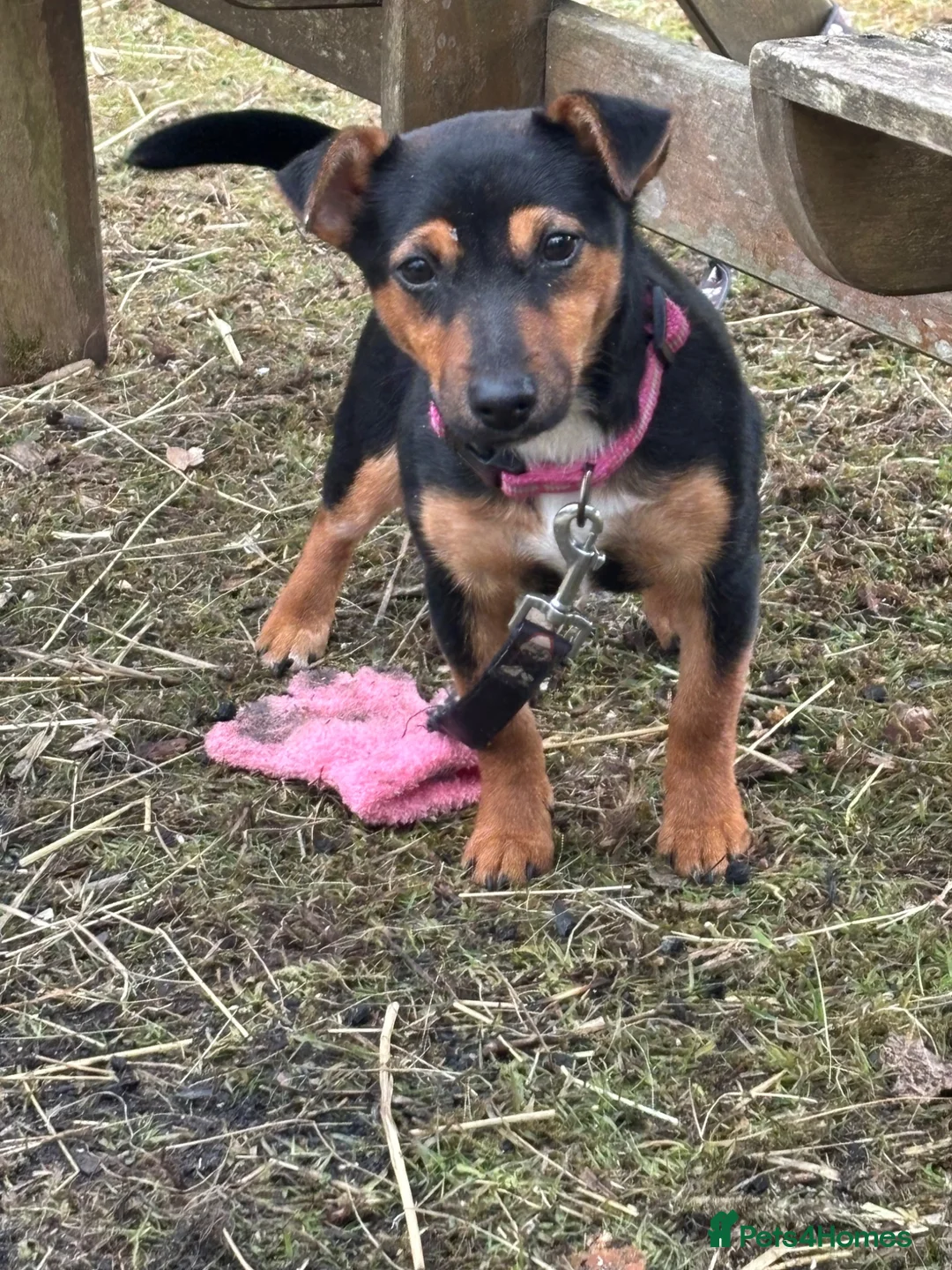 Jack Russell dogs for sale: Jack Russell pups - Advert 2
