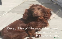 Cocker Spaniel dogs for sale: 4th Generation, Working Cocker Spaniel Puppies  🩵 - Image 22