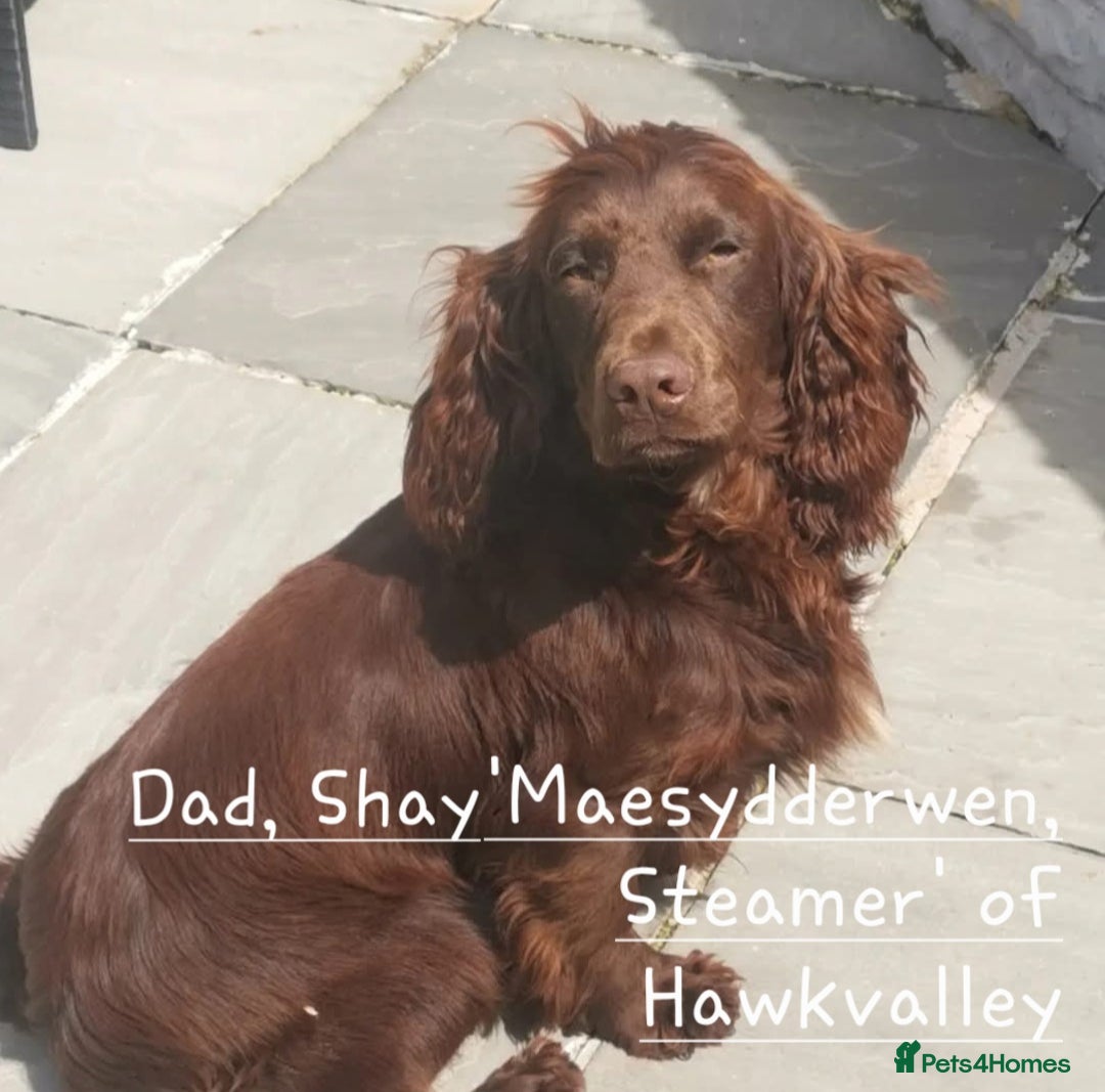 Cocker Spaniel dogs for sale: 4th Generation, Working Cocker Spaniel Puppies  🩵 - Image 22