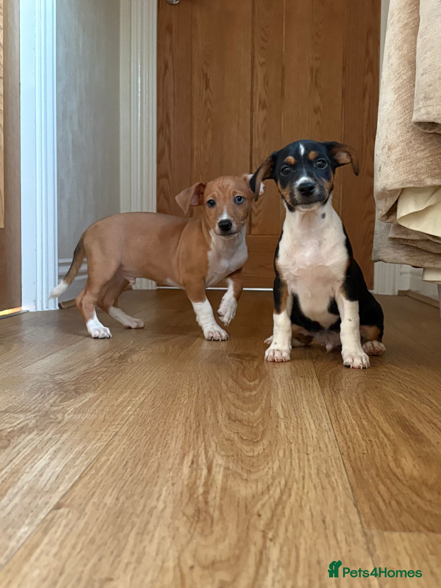 Jack Russell dogs Jack Russel puppies  - Advert 2